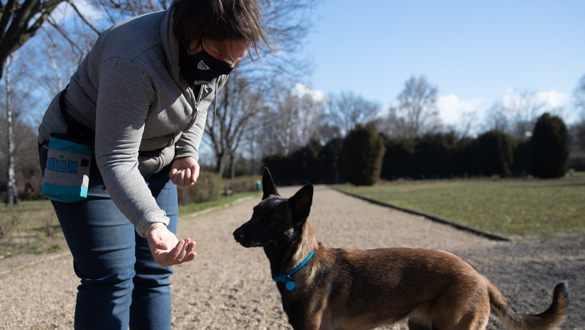 Döbbenet: a kutyák tényleg képesek kiszagolni a koronavírust: így csinálják