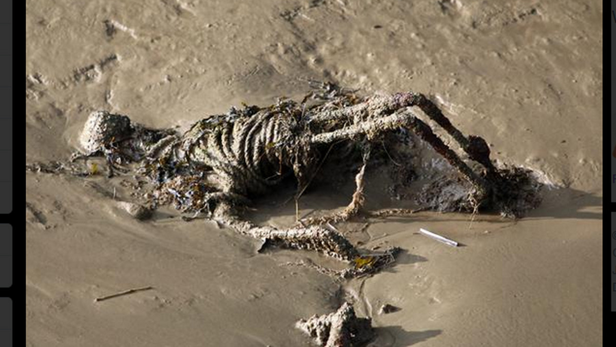 Przerażeni mieszkańcy Gravesend zaalarmowali służby mundurowe, widząc na brzegu Tamizy coś, co przypominało szkielet. Sądzili, że woda wyrzuciła zwłoki nieboszczyka - informuje "Daily Mail".