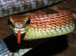 Odkryli ponad sto nieznanych zwierząt!