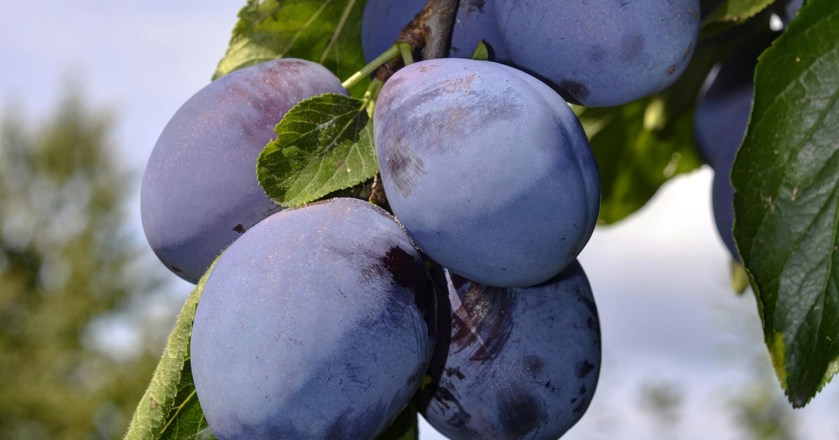 Rolnik stracił 11 ton śliwek. Oszukała go firma widmo