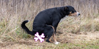 Tajemnica białych psich odchodów. Dlaczego nagle zniknęły? Oto rozwiązanie zagadki