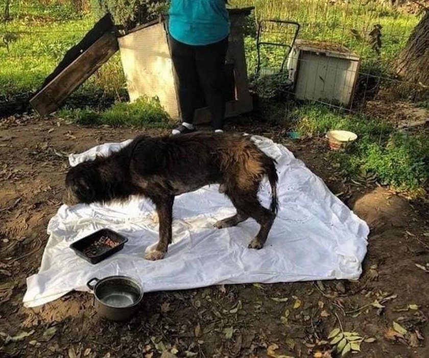 Robaki zjadały psa żywcem, pod okiem pani. Właścicielka skazana na karę więzienia