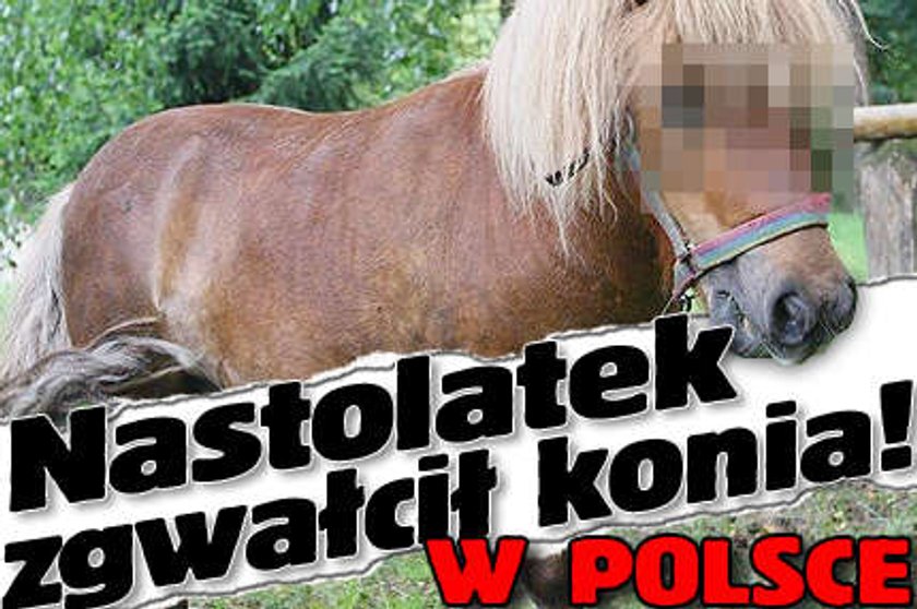 Nastolatek zgwałcił konia! W Polsce