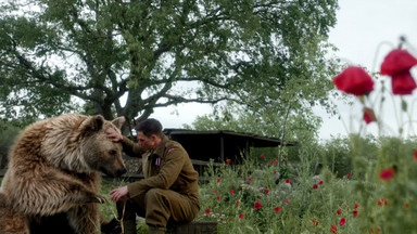 Co o najsłynniejszym niedźwiedziu II wojny światowej mówią gwiazdy pierwszego polskiego filmu o Monte Cassino
