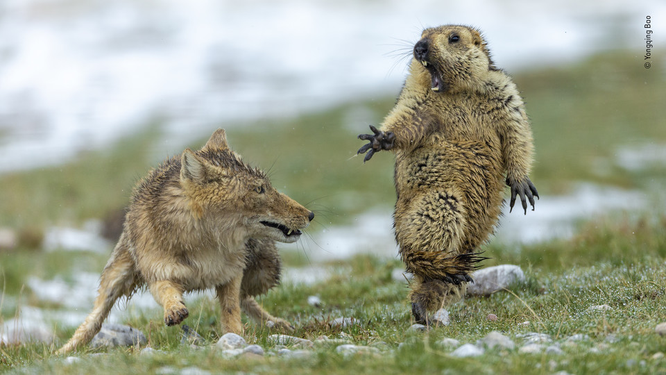 Zwycięskie zdjęcie Wildlife Photographer of the Year 2019, autor Yongqing Bao