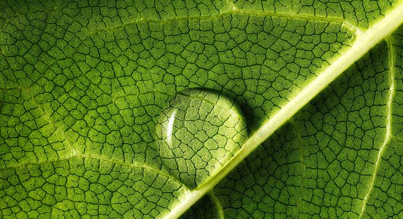 Leafy greens are packed with chlorophyll, which is a great source of nutrition.Mark Mawson/Getty Images