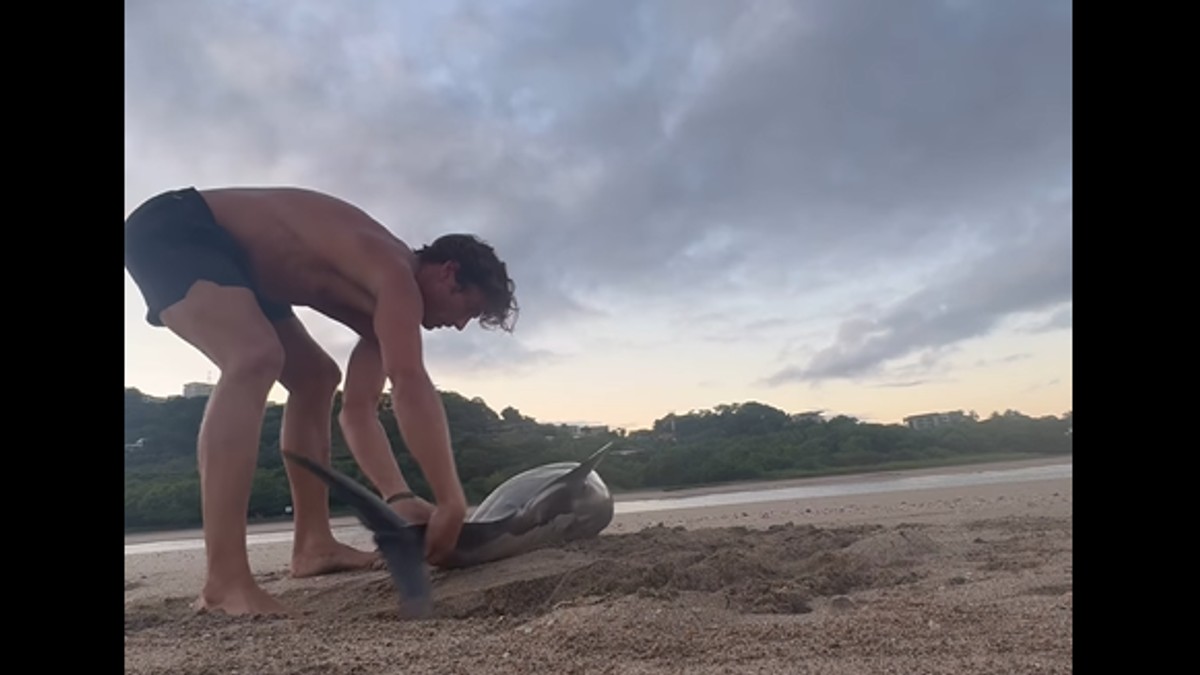 Spasavanje nasukanog delfina