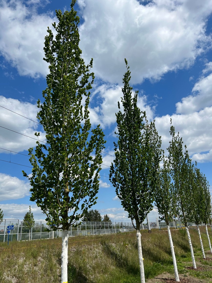 Wiązy na ul. Kosmonautów