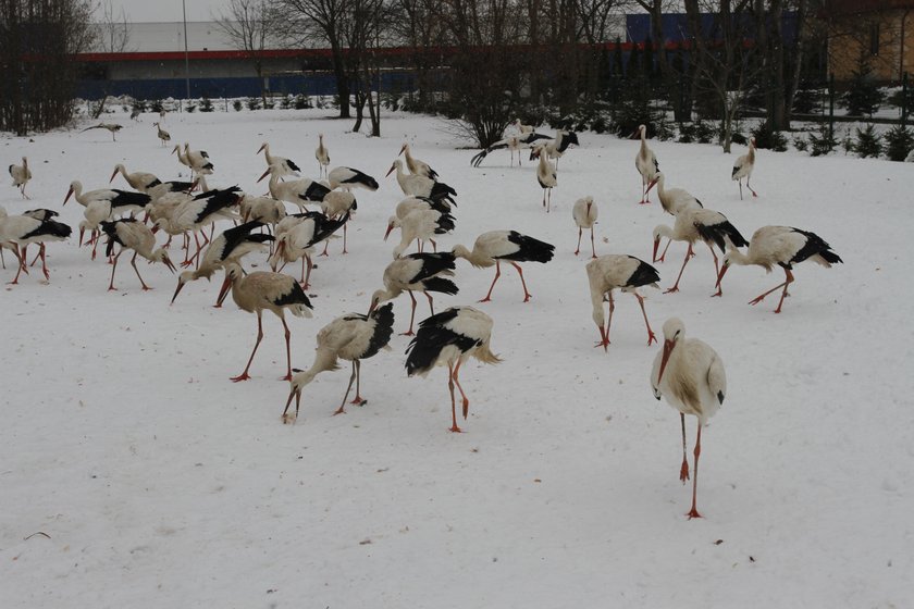 Zimowisko dla bocianów