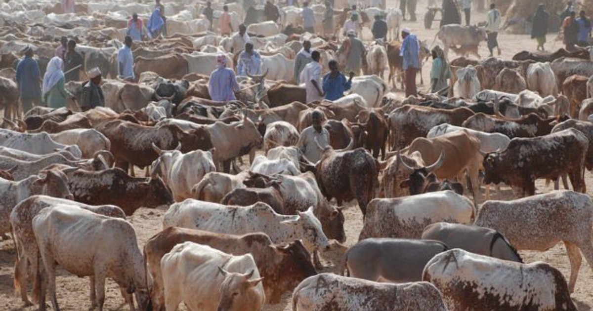Federal Government raises alarm over poison outbreak in Kwara cattle market - Vimarsana News