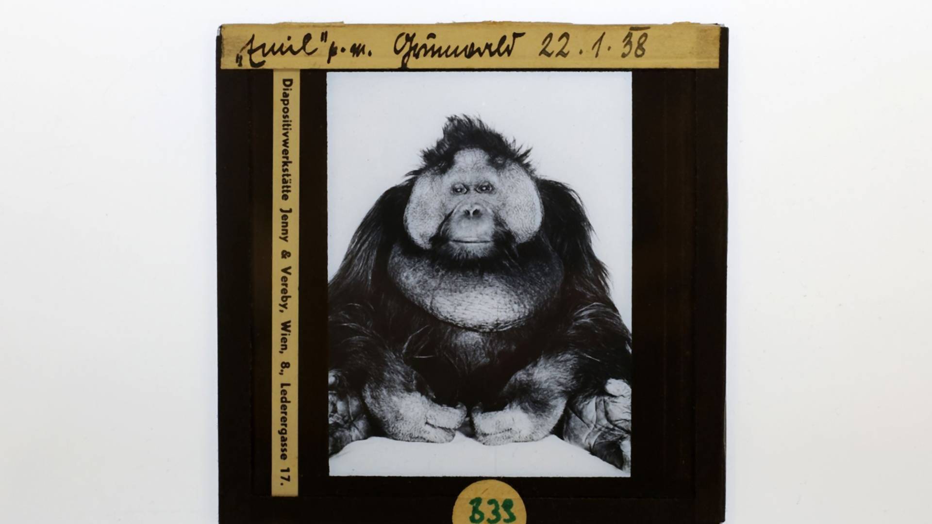 Priča o tužnom i gojaznom orangutanu Emilu kog je upoznao ceo svet