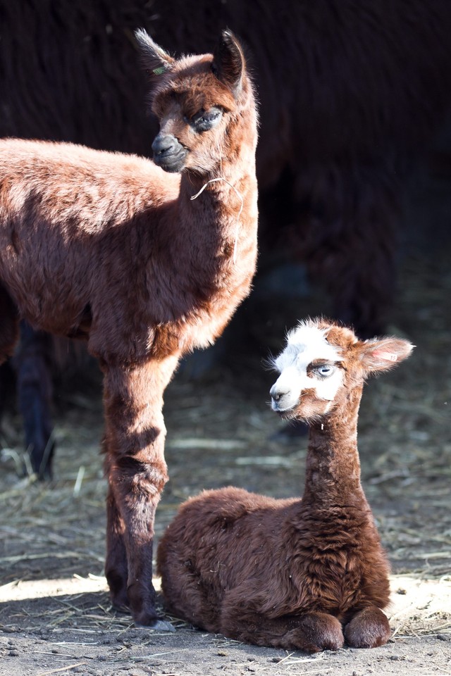 We wrocławkim zoo urodziły się alpaki