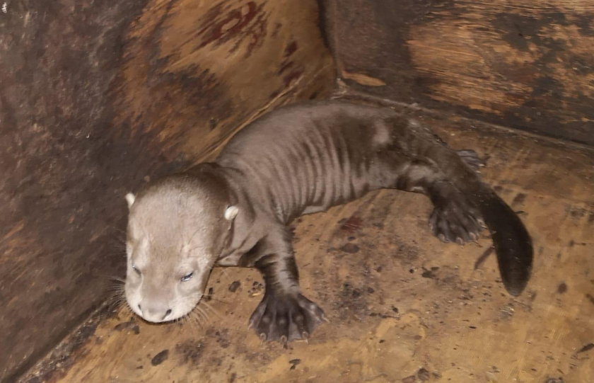 Trojaczki w łódzkim zoo