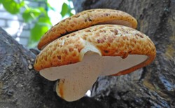 Grzyb lekiem na raka? Obiecujące wyniki badań