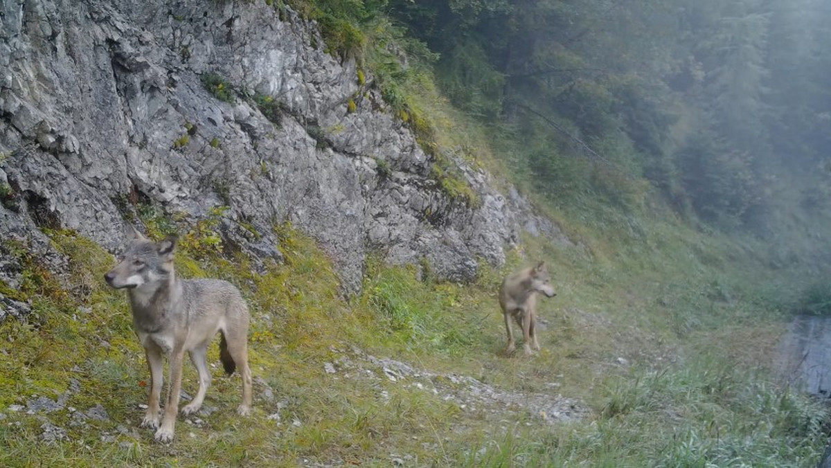 Tatry. Wilki przyłapane przez fotopułapkę [WIDEO]