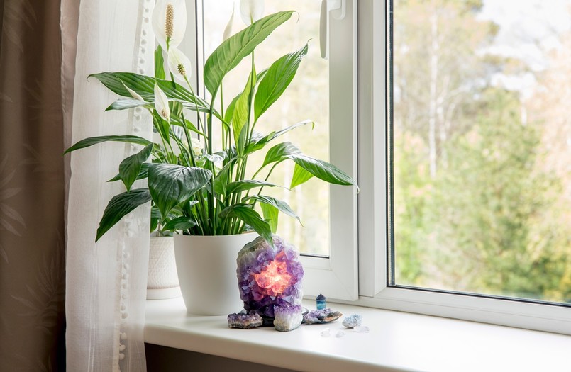 skrzydłokwiat rośliny oczyszczające powietrze