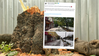 Wycięli aleję zdrowych drzew w Pruszkowie. Mieszkańcy są oburzeni, władze tłumaczą