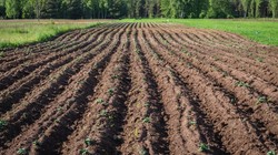 Szerzy się niewolnictwo we włoskich gospodarstwach. Ofiarami imigranci