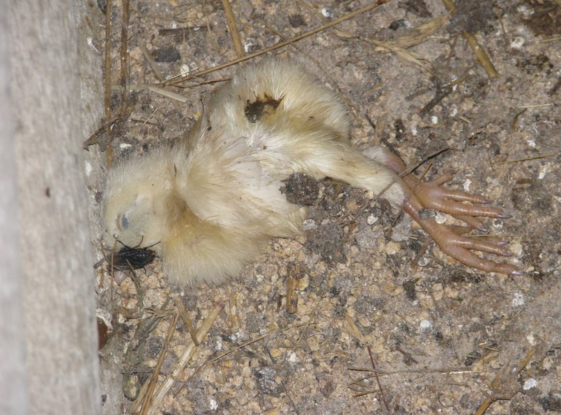 W takich warunkach mieszkała w oborze kobieta