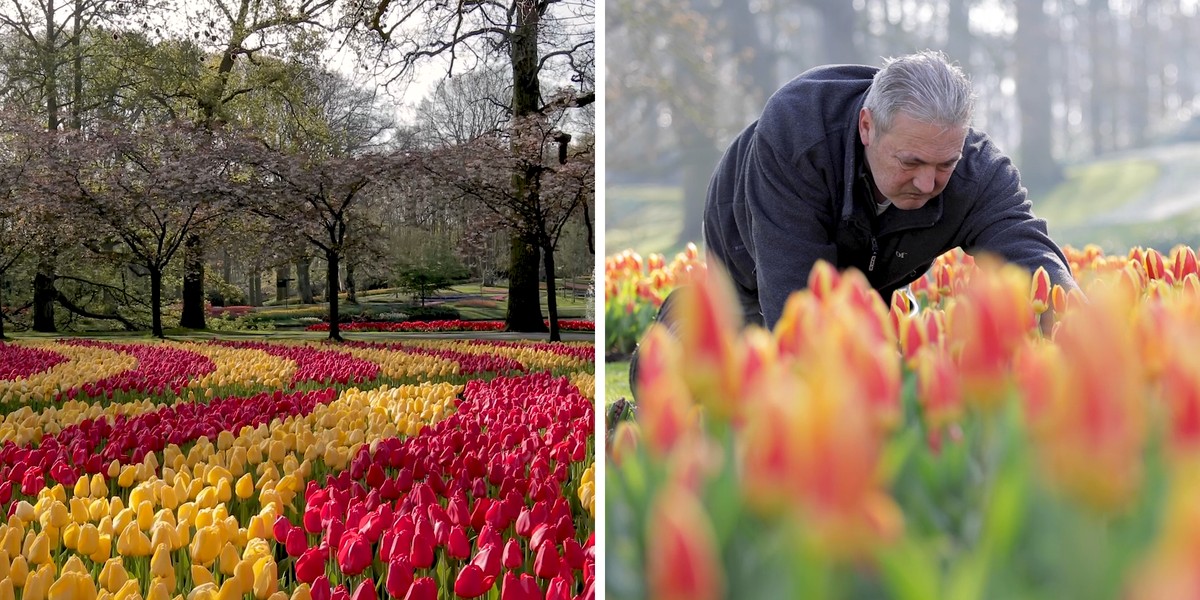 Keukenhof, jeden z największych ogrodów na świecie, rozpościera się na powierzchni 80 akrów. Znajdziemy tam 800 odmian tulipanów.