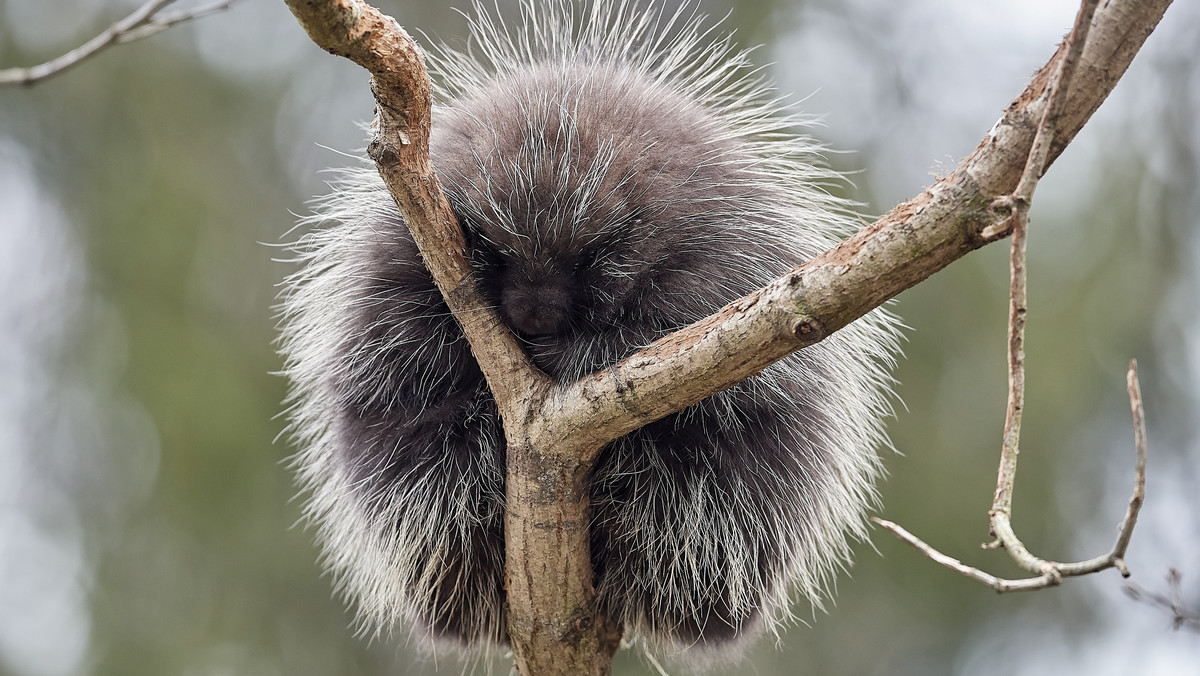 Nowy mieszkaniec gdańskiego zoo. Kim jest urson?