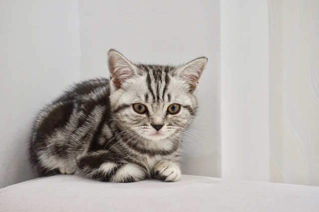 Illés Fanni: Életem két cicussal