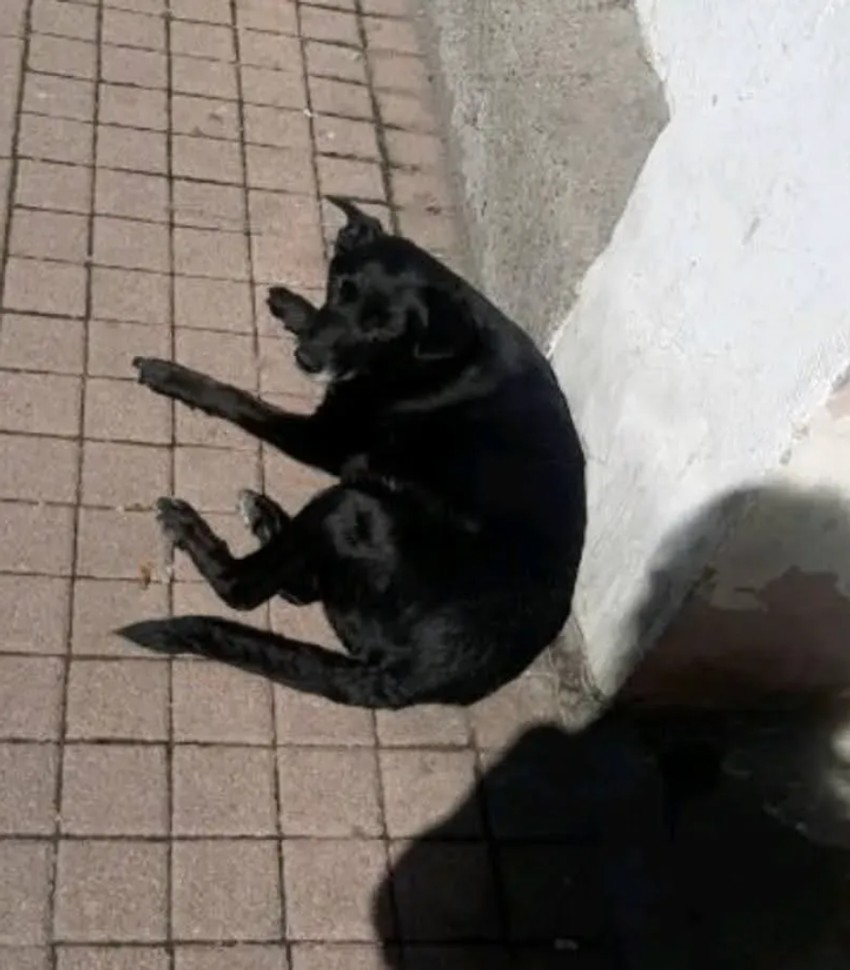 Pas Gara ispred dvorišta u Admirala Geprata