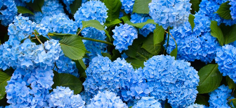 Jak zabezpieczyć hortensję ogrodową na zimę? Już najwyższy czas, by to zrobić