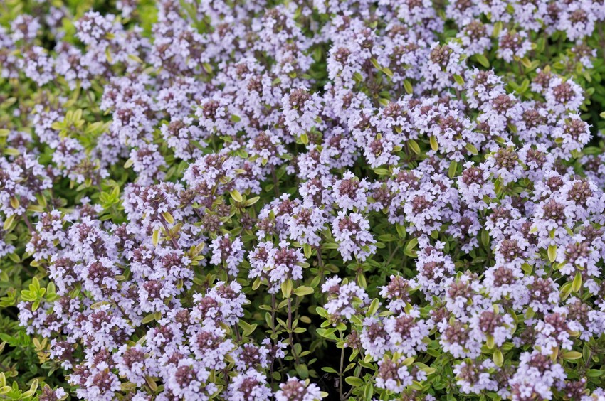 Imunitet majčina dušica