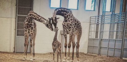 Tragiczna śmierć żyrafy w zoo. "To bezprecedensowe"