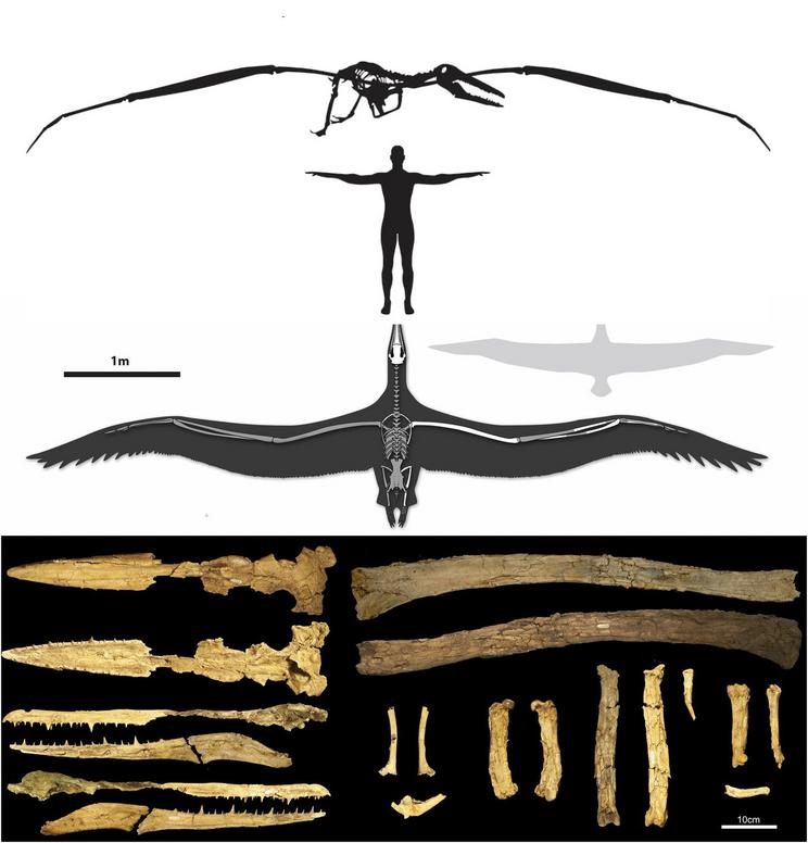 Remains of P. sandersi and their size compared to humans and the largest albatross alive today.  / Figure: Daniel T. Ksepka / PNAS / Museum of Charleston