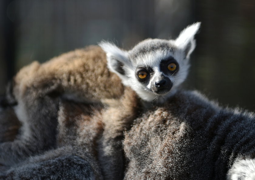 W zoo safari w Borysewie urodził się lemur