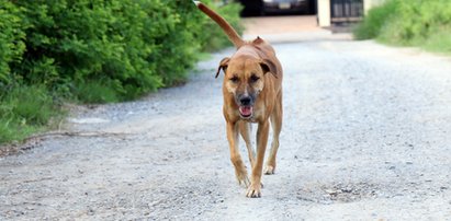 Urzędnik zniszczył budy dla bezdomnych psów? Mamy jego odpowiedź