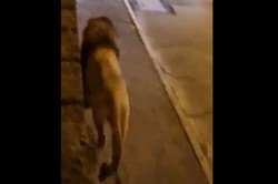 Ogromny lew uciekł z cyrku i spacerował w okolicach Rzymu