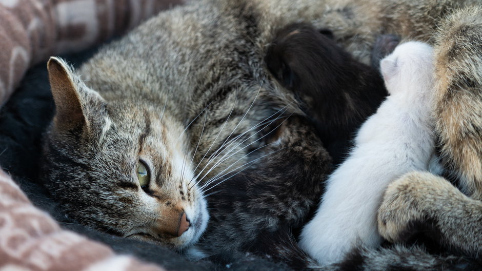 W niektórych przypadkach rodząca kotka może potrzebować pomocy - Piotr Szpakowski/stock.adobe.com