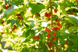 Wiele osób uważa, że jest trujący. To najzdrowszy owoc świata