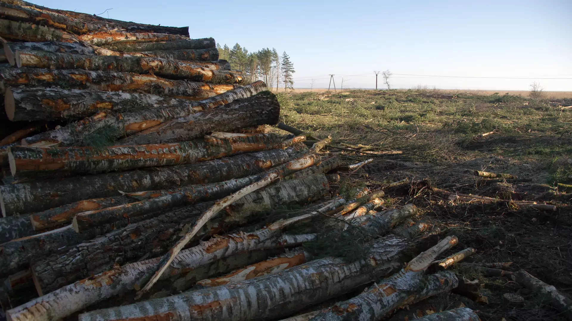 W Europie wycina się alarmująco dużo drzew. Polska w czołówce zestawienia
