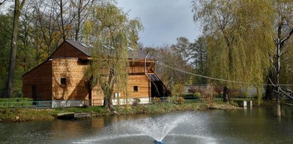 Gibon zamieszkał w nowym domu. Czeka na przyjaciółkę