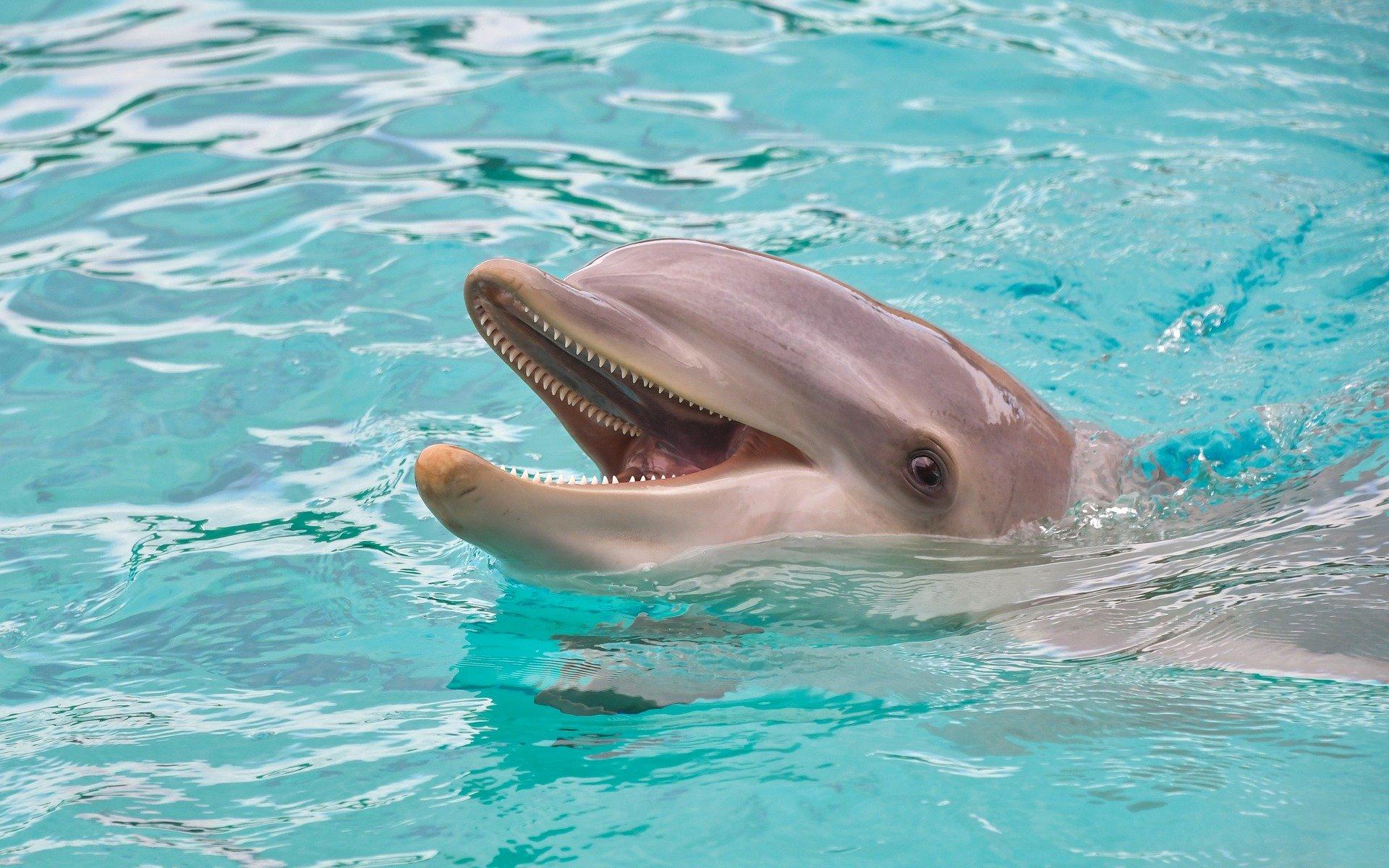 Delfíny experimentujú s intoxikáciou.