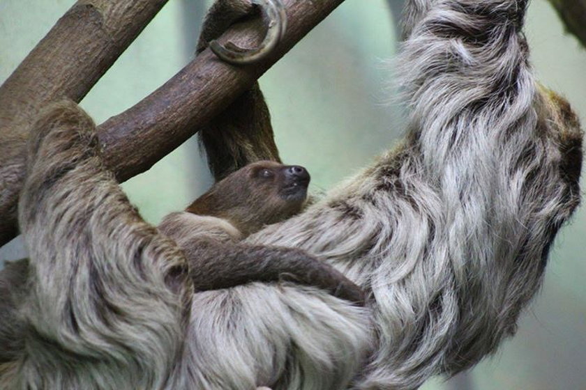 Ten leniuszek kocha swoją mamusie