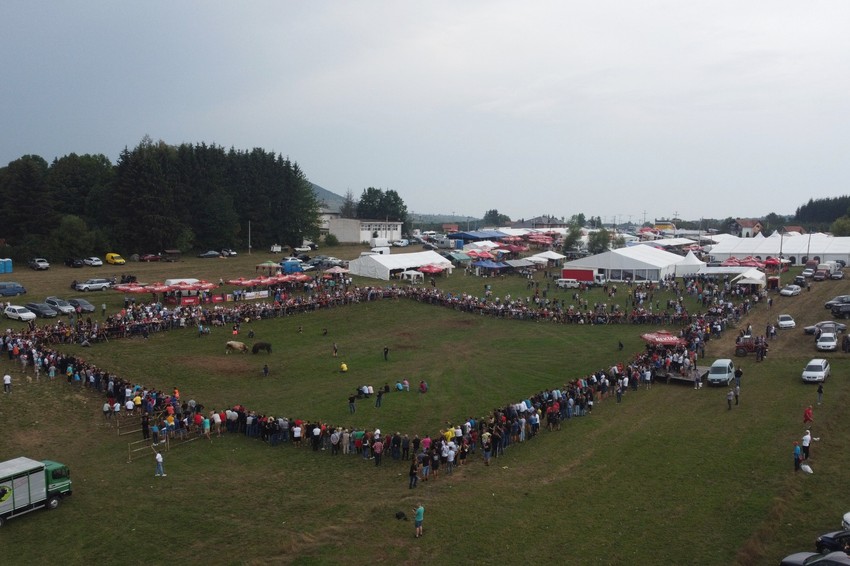 Žestoka borba bikova na Manjači