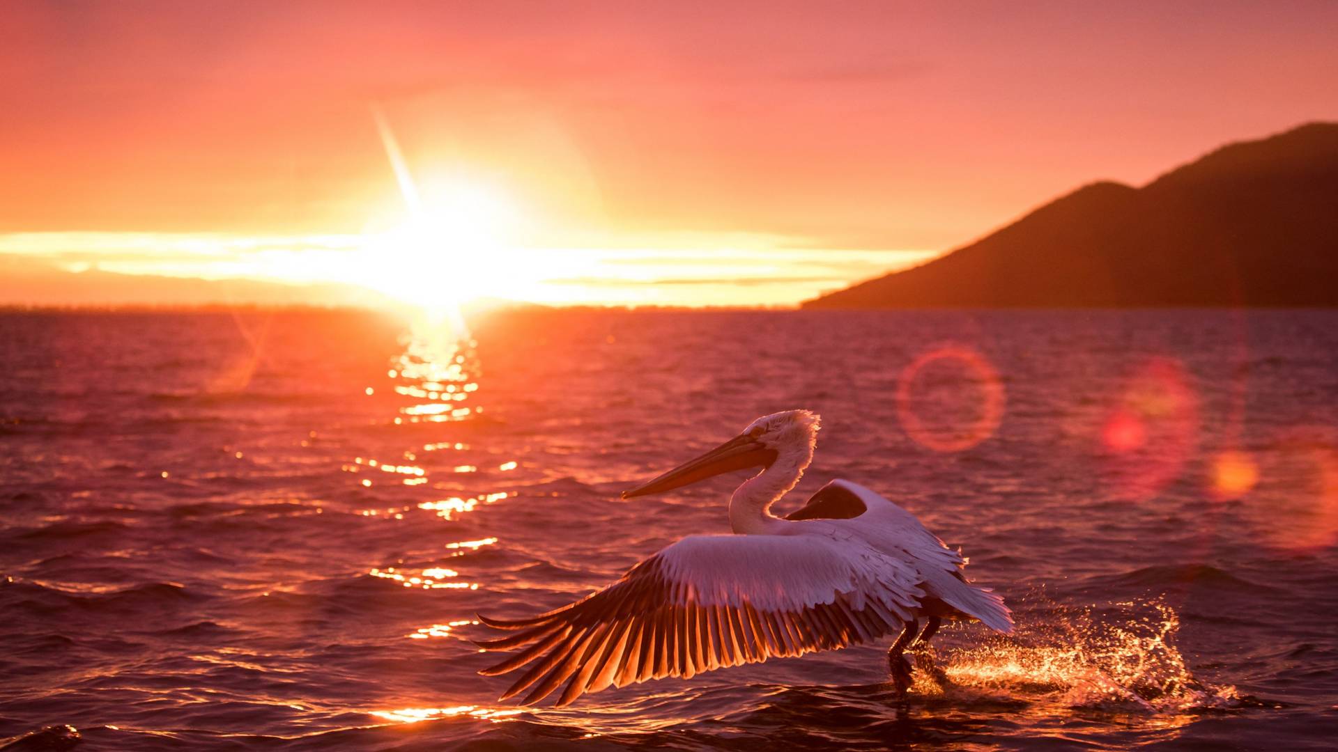 Csodálatos képek készültek a pelikánok életéről