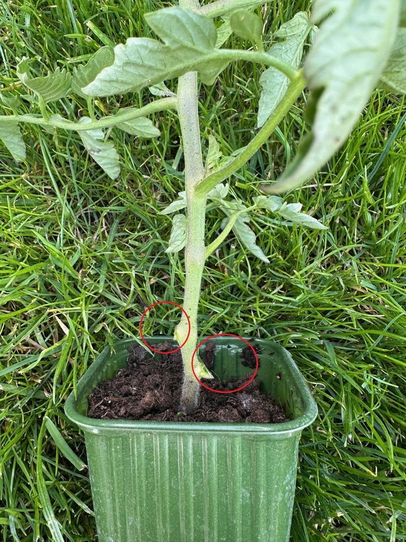 Pomidor po oberwaniu dolnych liści. Najlepiej zrobić to, gdy sadzonka będzie już dobrze ukorzeniona i będzie stanowić już pokaźny krzaczek. Taka roślina nie potrzebuje już tych najstarszych liści.
