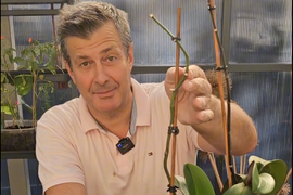 Šta se radi sa GRANOM nakon cvetanja ORHIDEJE: Nikako ne smemo da je KIDAMO, a Dejan nam otkriva ŠTA TREBA DA RADIMO da bi biljka ostala zdrava