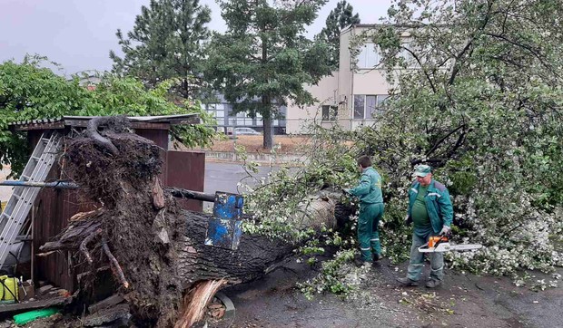 JKP "Zelenilo-Beograd", primilo je više od 600 prijava za intervenciju na saniranju prelomljenih stabala i grana.