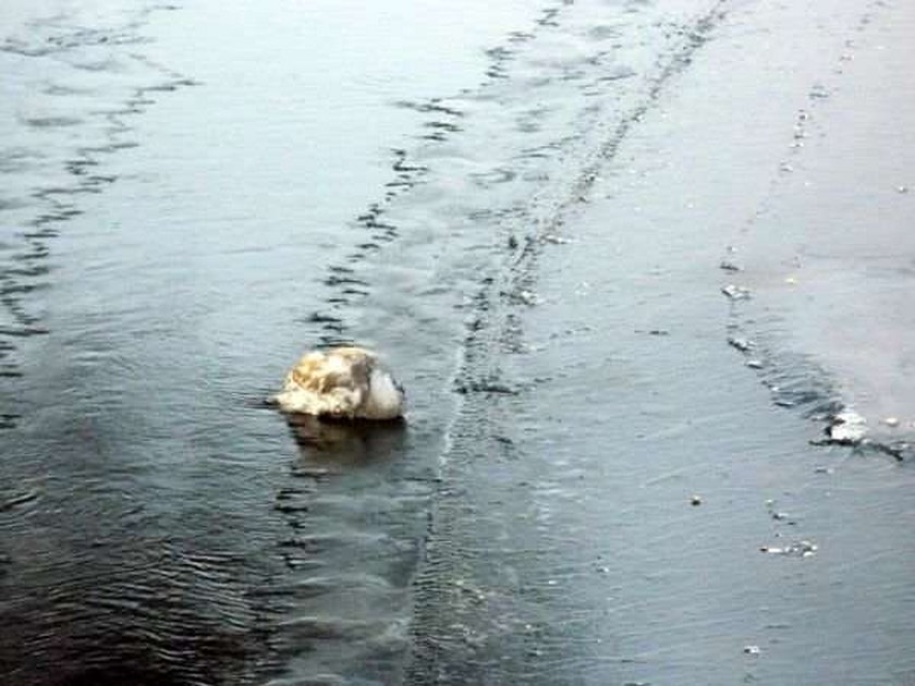 Łabędź przymarzł do lodu. FOTO