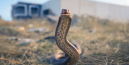 Apel lekarzy z Australii: nie przynoś nam żadnych jadowitych węży