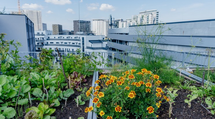 Zöldítő megoldás a tetőn Bikes Rails cohousing Bécsben / Fotó: Madaras Sebastian