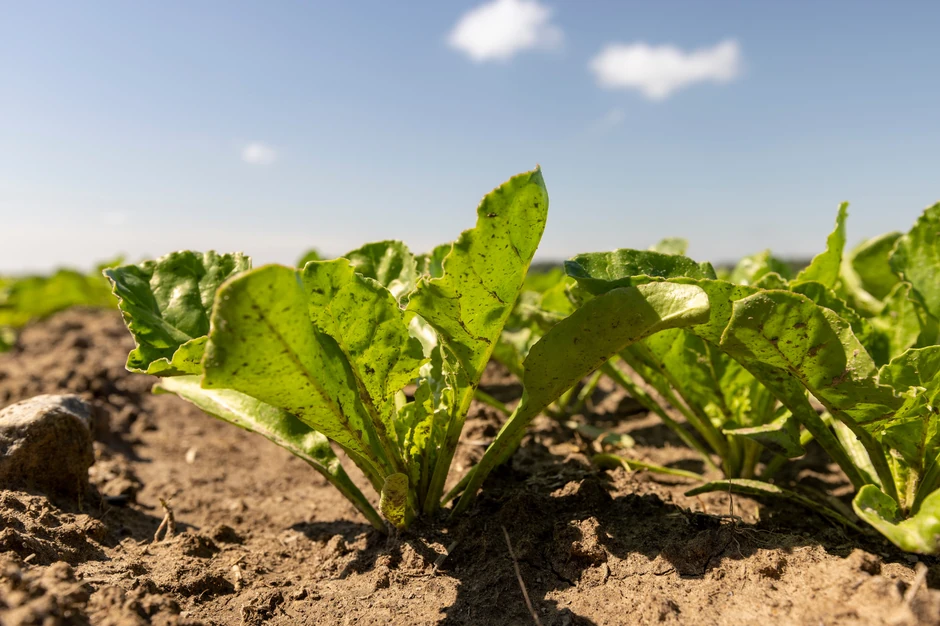 Čak 85 odsto površina pod šećernom repom otpada na dve županije, Vukovarsko-sremsku i Osečko-baranjsku.
