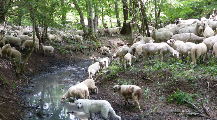 A szabadon legelő nyájakat őrzik a juhászkutyák .